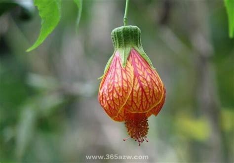 燈籠花種植|【燈籠花種植】打造夢幻燈籠花園：種植、繁殖與家養指南 – 舒嵩。